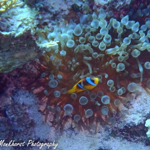 Nemo - de rode zee anemoonvis